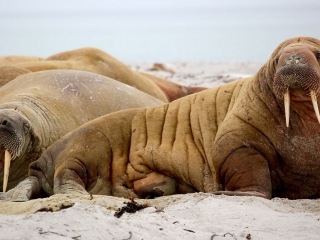 Walrus